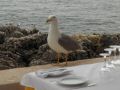 Seemwe in Erwartung des Fressens