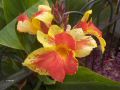 Liliengewchs