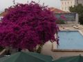Bougainvillea