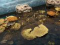 Oceanario