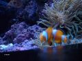 Oceanario
